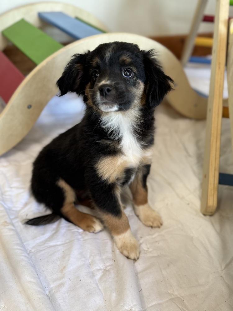 Enlarge MoMo, a Adoptable mixed breed in Tucson, AZ image 2/4