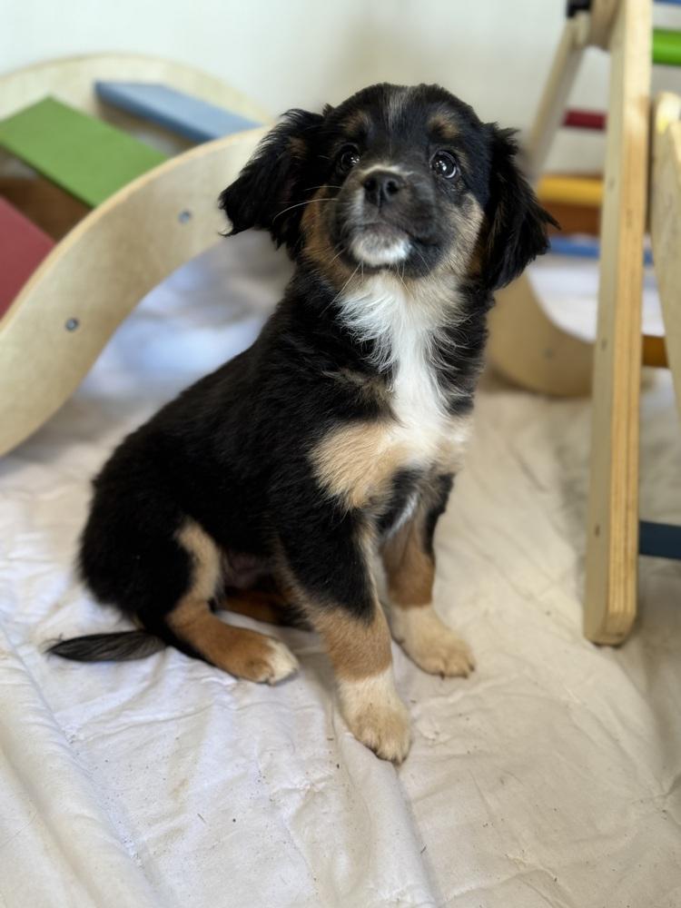 Enlarge MoMo, a Adoptable mixed breed in Tucson, AZ image 3/4