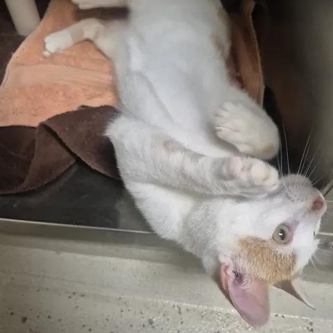 Fish, a ADOPTABLE Domestic Short Hair in Bluffton, IN image 2/4