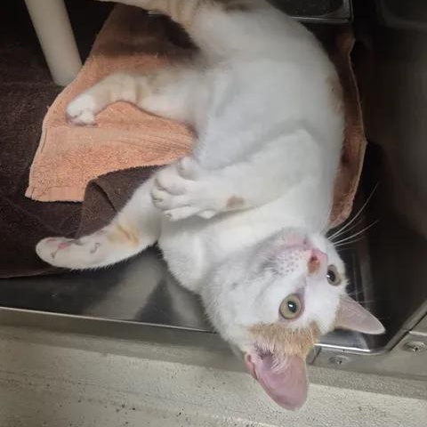 Fish, a ADOPTABLE Domestic Short Hair in Bluffton, IN image 4/4