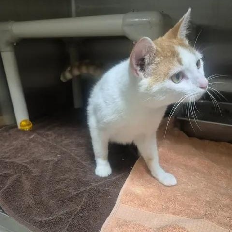 Fish, a ADOPTABLE Domestic Short Hair in Bluffton, IN image 1/4