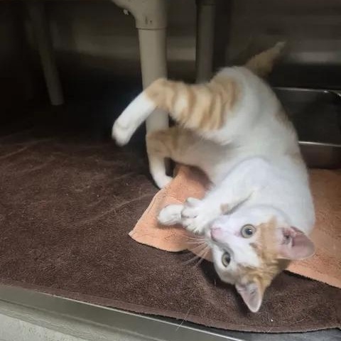 Fish, a ADOPTABLE Domestic Short Hair in Bluffton, IN image 3/4