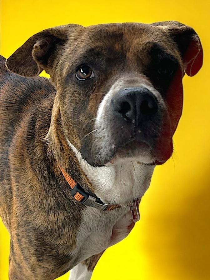 Nidia, Adoptable, Adult Female Bulldog.