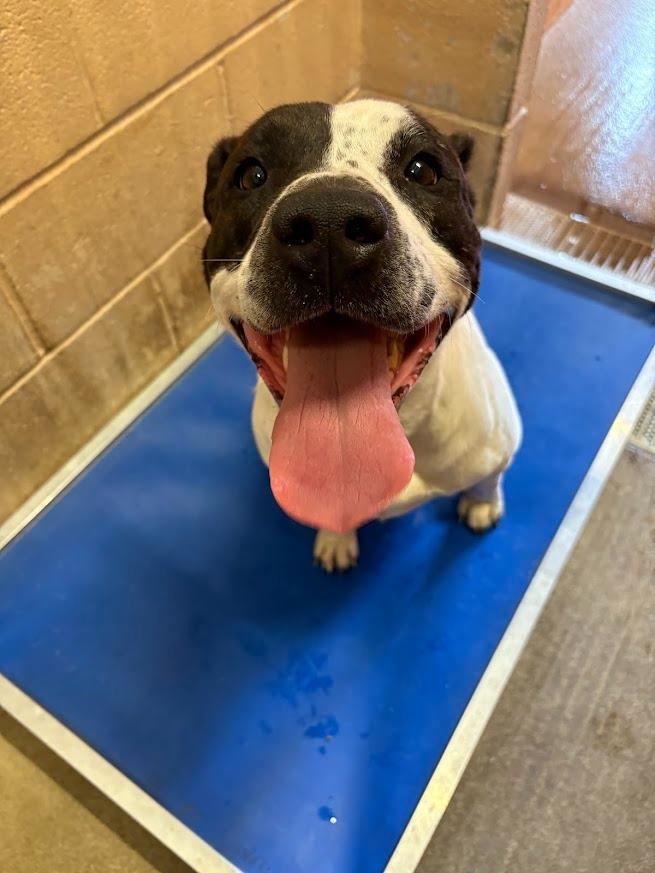 MAGGIE, Adoptable, Young Female American Staffordshire Terrier & Pit Bull Terrier.