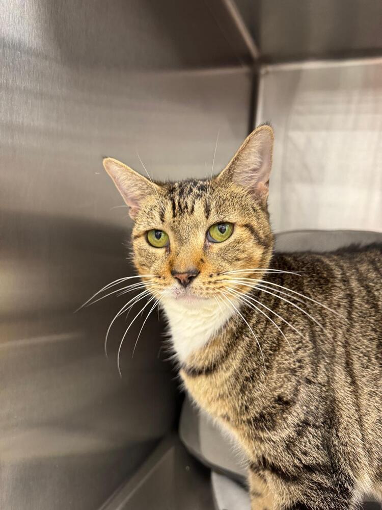 Betty White, Adoptable, Adult Female Domestic Short Hair & Tabby.