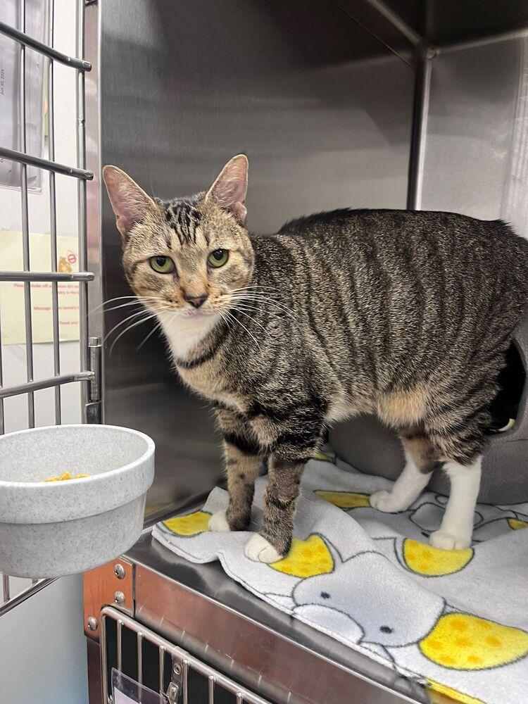 Betty White, a Adoptable mixed breed in Orlando, FL image 3/6