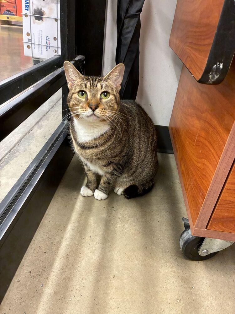 Betty White, a Adoptable mixed breed in Orlando, FL image 4/6