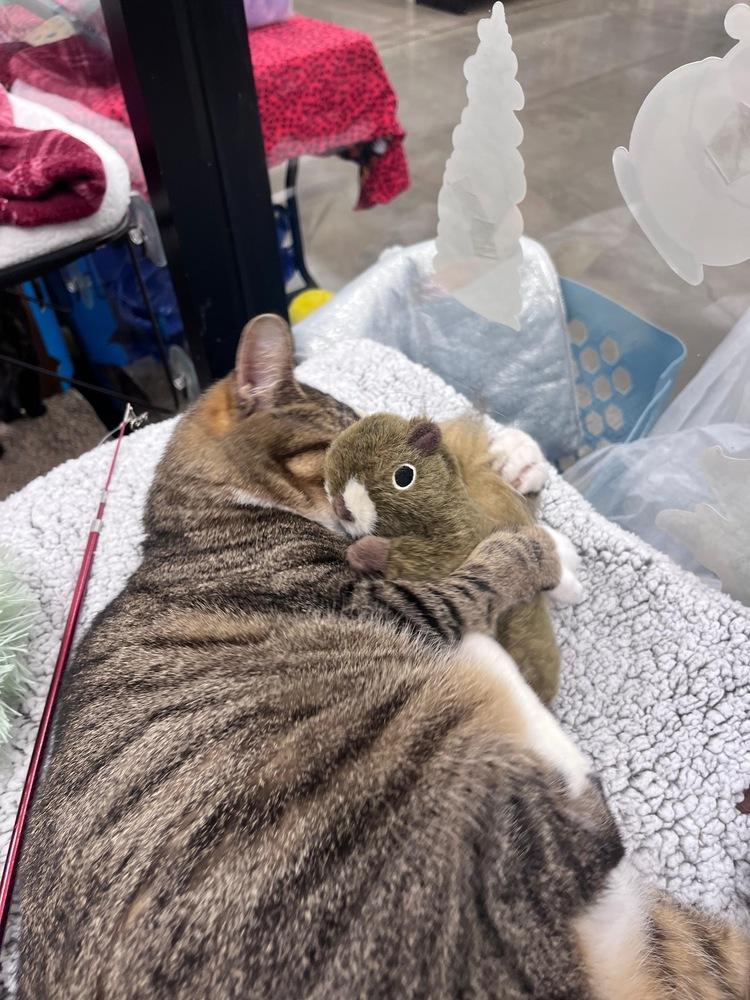 Betty White, a Adoptable mixed breed in Orlando, FL image 5/6