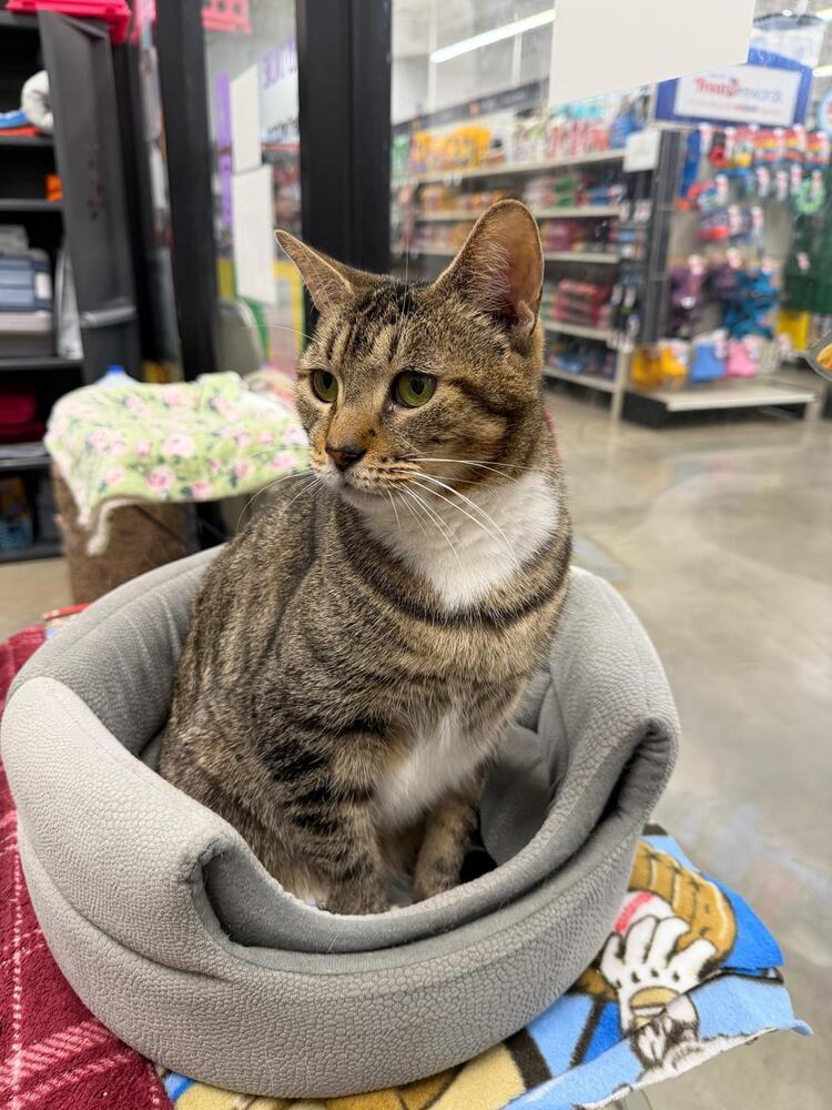 Betty White, a Adoptable mixed breed in Orlando, FL image 6/6