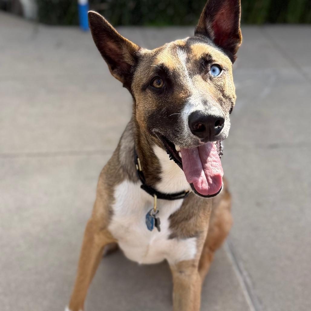 MUSH **Courtesy Post**, Adoptable, Adult Male Belgian Shepherd / Malinois & Mixed Breed.