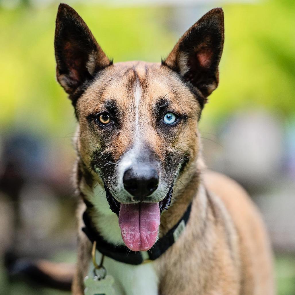 Enlarge MUSH **Courtesy Post**, a Adoptable mixed breed in Los Angeles, CA image 2/6