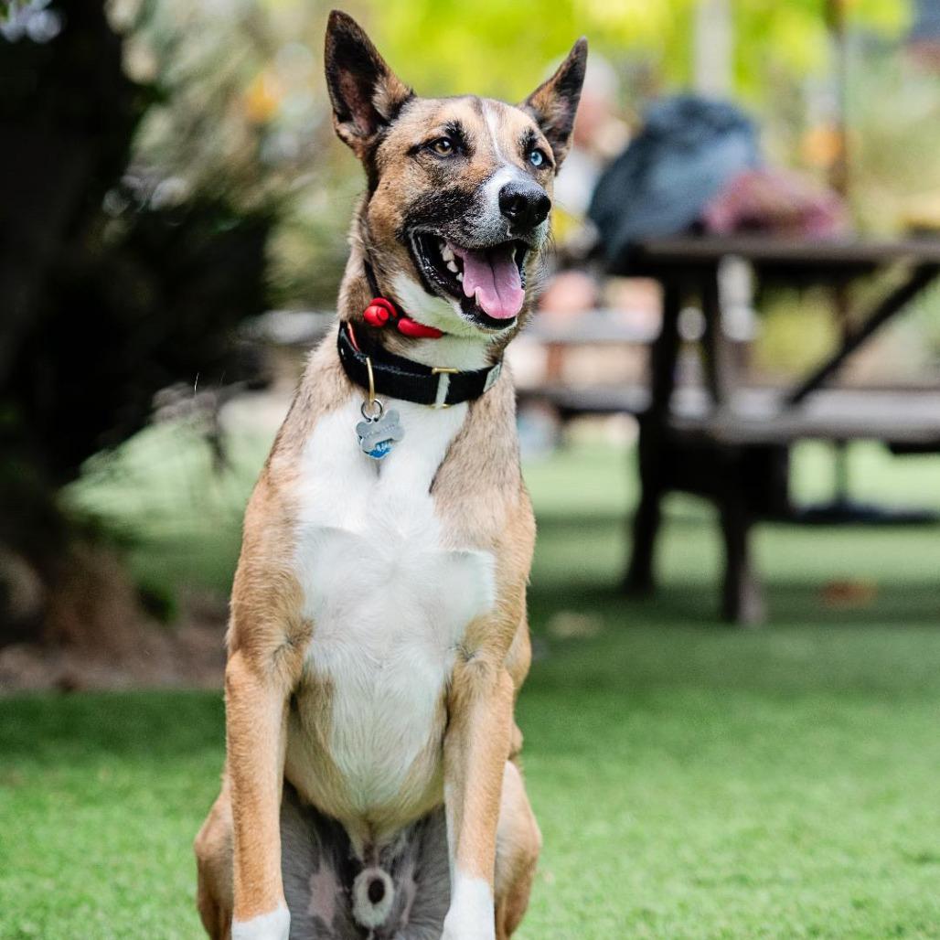 Enlarge MUSH **Courtesy Post**, a Adoptable mixed breed in Los Angeles, CA image 4/6