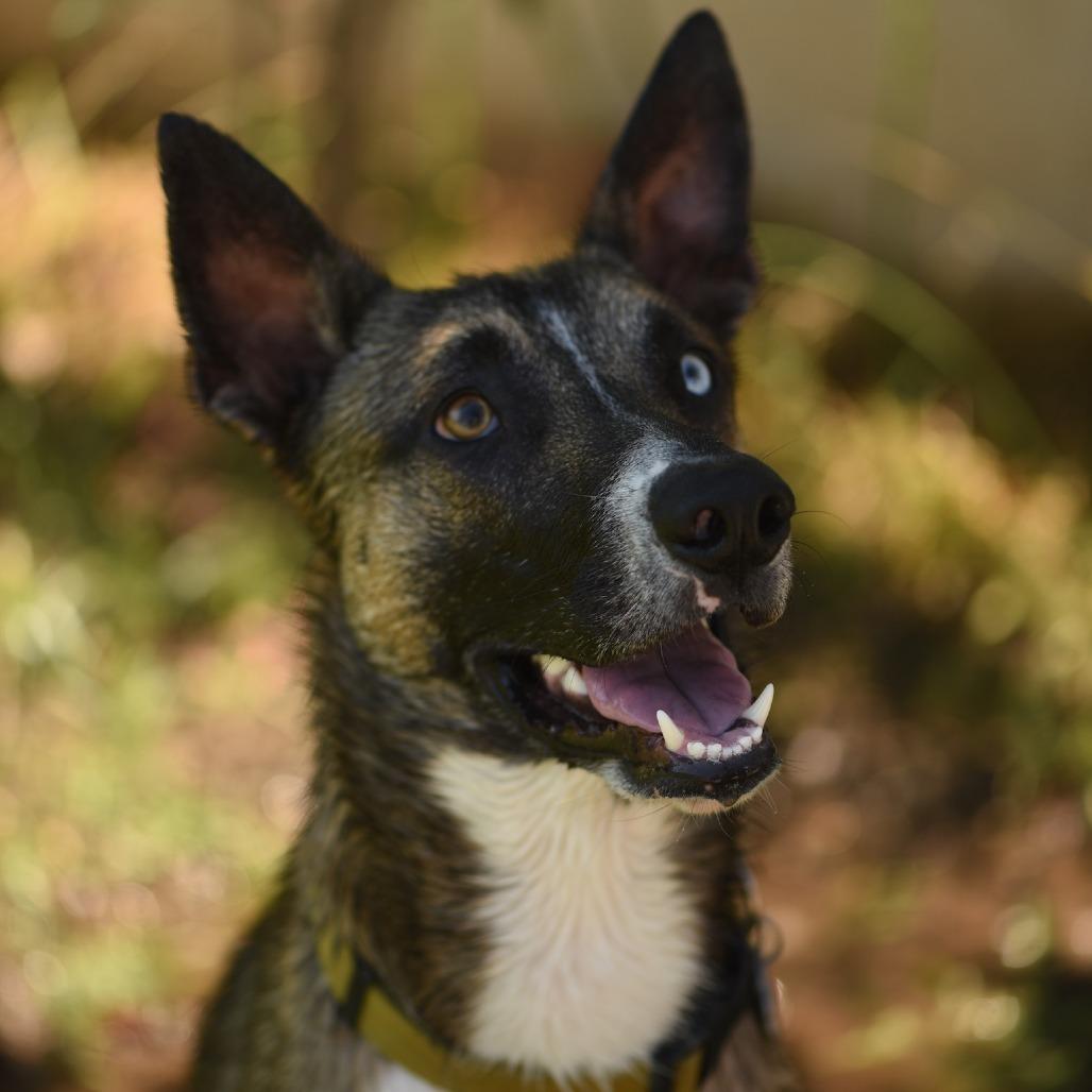 Enlarge MUSH **Courtesy Post**, a Adoptable mixed breed in Los Angeles, CA image 5/6