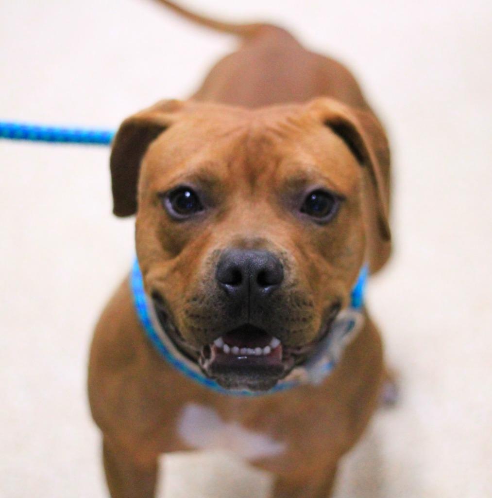 Enlarge Rusty, a Adopted mixed breed in Utica, MI image 2/6