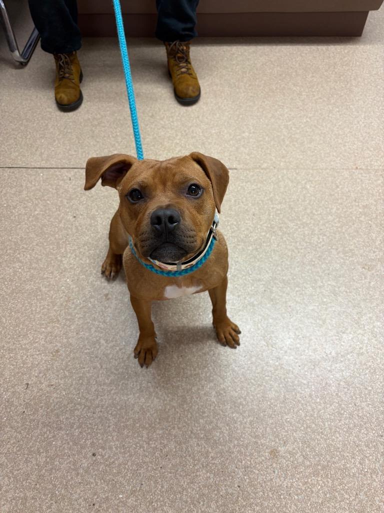 Enlarge Rusty, a Adopted mixed breed in Utica, MI image 3/6