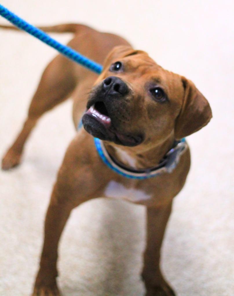 Enlarge Rusty, a Adopted mixed breed in Utica, MI image 4/6