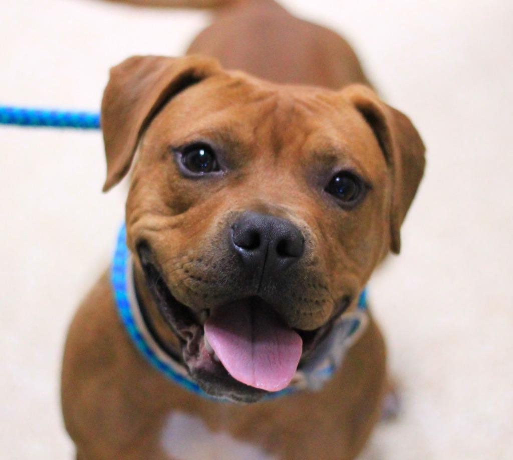 Enlarge Rusty, a Adopted mixed breed in Utica, MI image 5/6