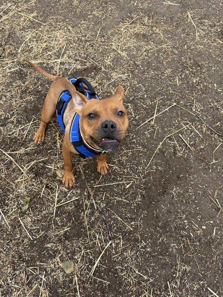 Enlarge Rusty, a Adopted mixed breed in Utica, MI image 6/6