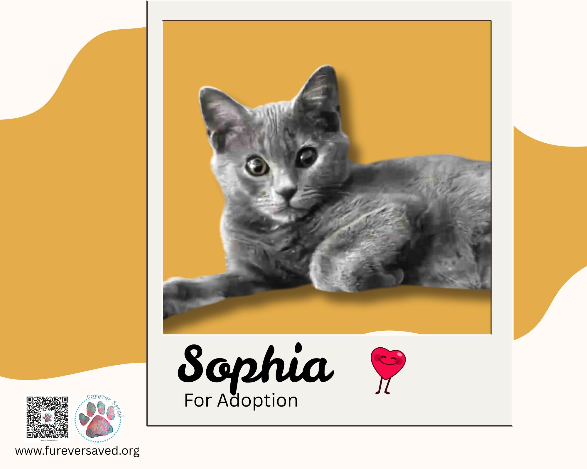 Enlarge Sophia, an adopted Domestic Short Hair in Cumberland, RI image 5/5