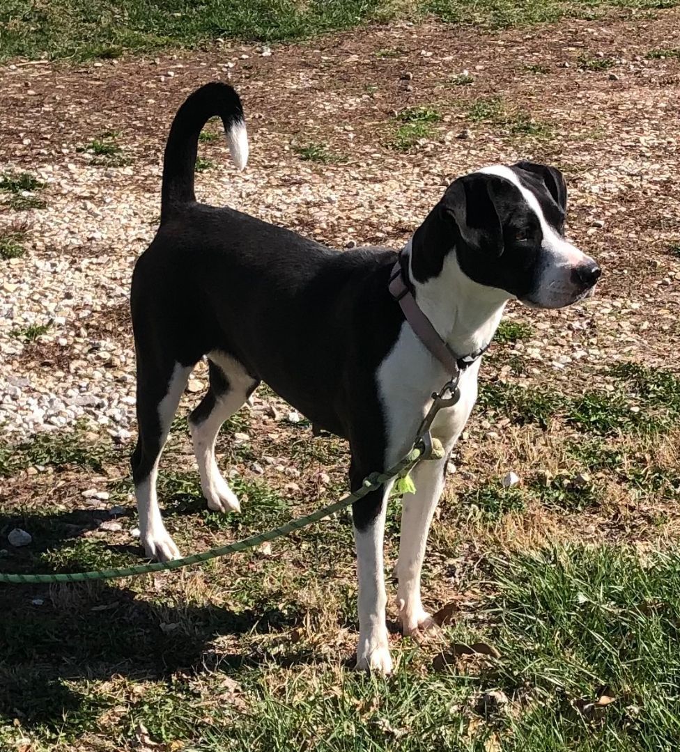 Greta, an adopted mixed breed in Jonesburg, MO image 1/3