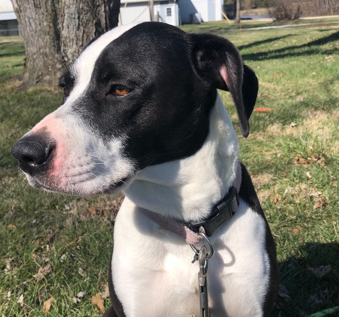 Greta, an adopted mixed breed in Jonesburg, MO image 2/3