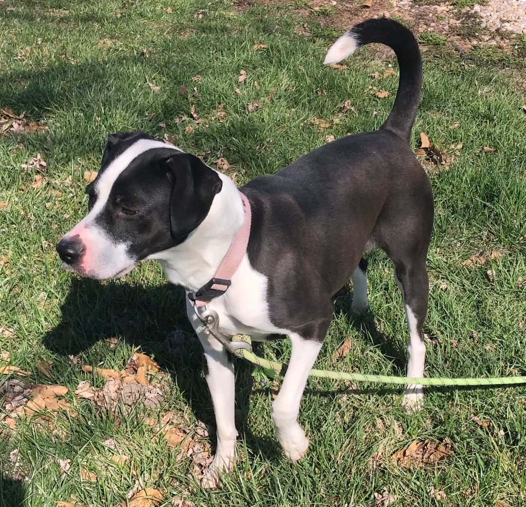 Greta, an adopted mixed breed in Jonesburg, MO image 3/3