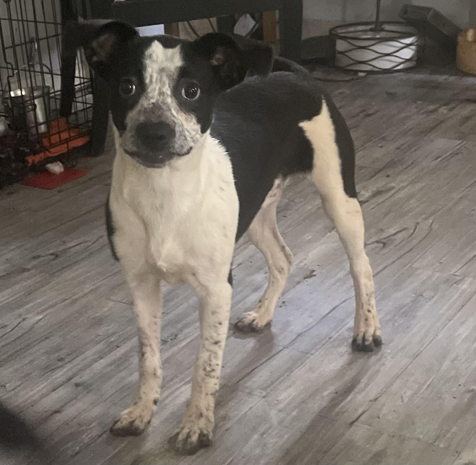 Mudkip, adopted, Young Female Wirehaired Terrier & Pit Bull Terrier.