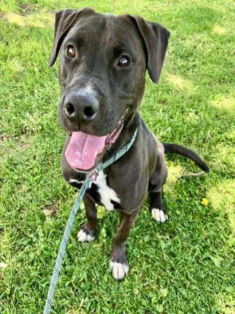 HUGGIE, Adoptable, Young Male Pit Bull Terrier & Mixed Breed.