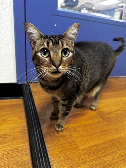 Trillian, Adoptable, Adult Female Domestic Short Hair & Domestic Short Hair.