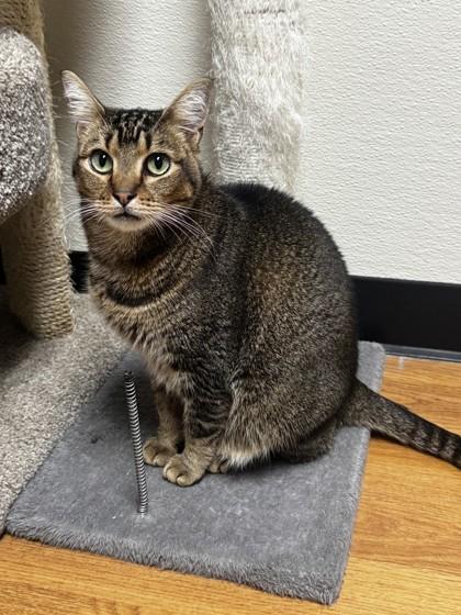 Enlarge Trillian, a Adoptable mixed breed in Oklahoma City, OK image 2/3