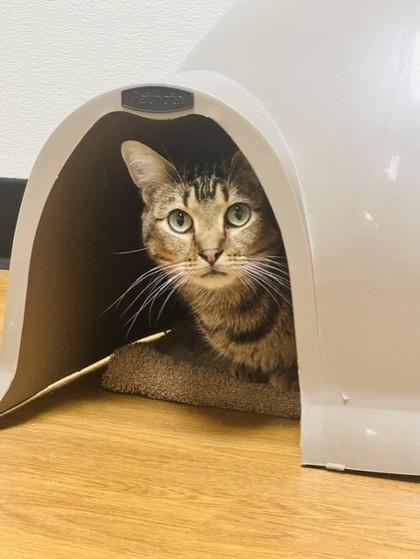 Trillian, Adoptable, Adult Female Domestic Short Hair & Domestic Short Hair.