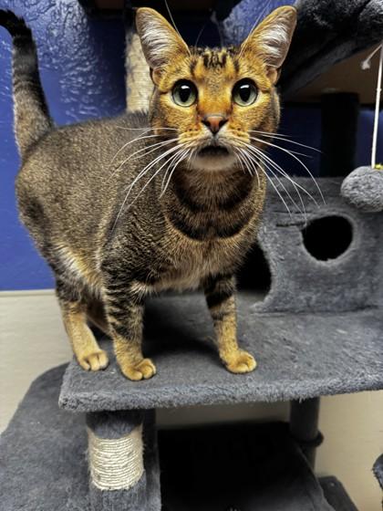 Enlarge Trillian, a Adoptable mixed breed in Oklahoma City, OK image 3/3