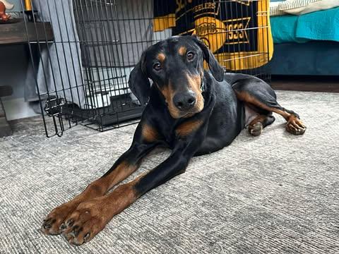 Cloey, ADOPTABLE, Adult Female Doberman Pinscher.