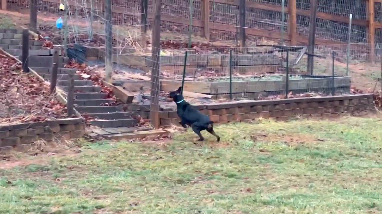 Enlarge Cloey, a ADOPTABLE Doberman Pinscher in Matthews, NC video 2/2