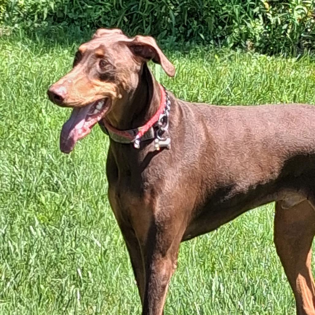 Enlarge 7946 Tyson, a Adoptable Doberman Pinscher in Sandown, NH image 1/1