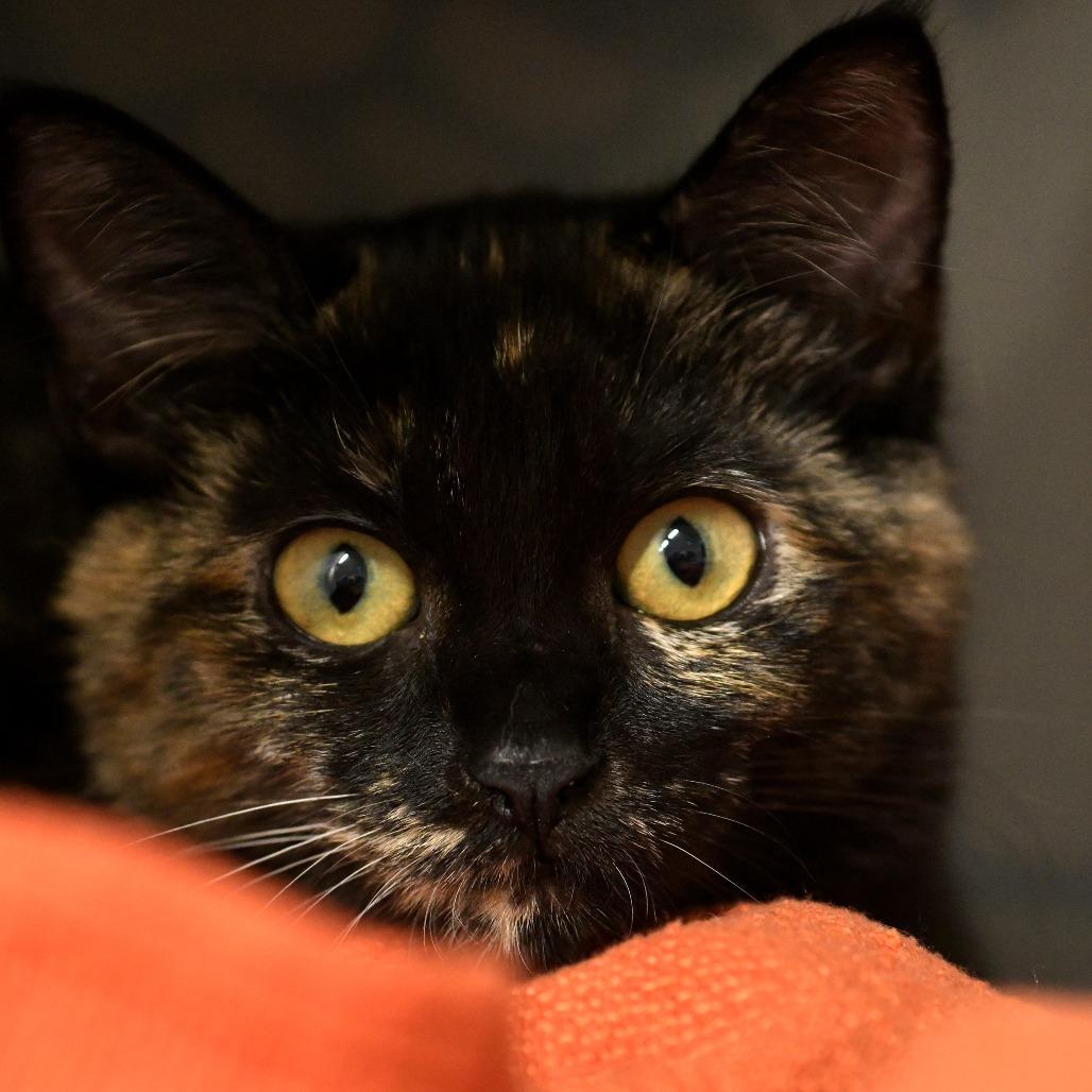 Debbie, a Adoptable Domestic Short Hair in Chilliwack, BC image 1/5