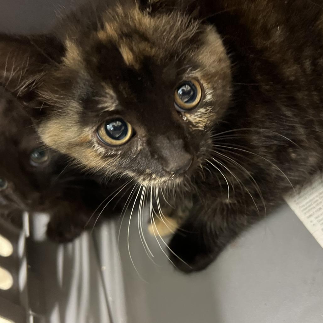 Debbie, a Adoptable Domestic Short Hair in Chilliwack, BC image 2/5