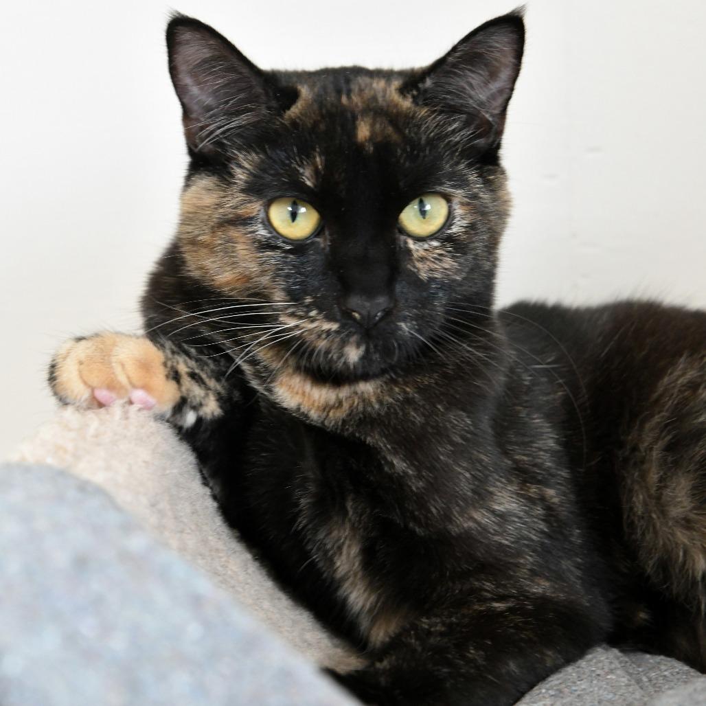 Debbie, a Adoptable Domestic Short Hair in Chilliwack, BC image 3/5