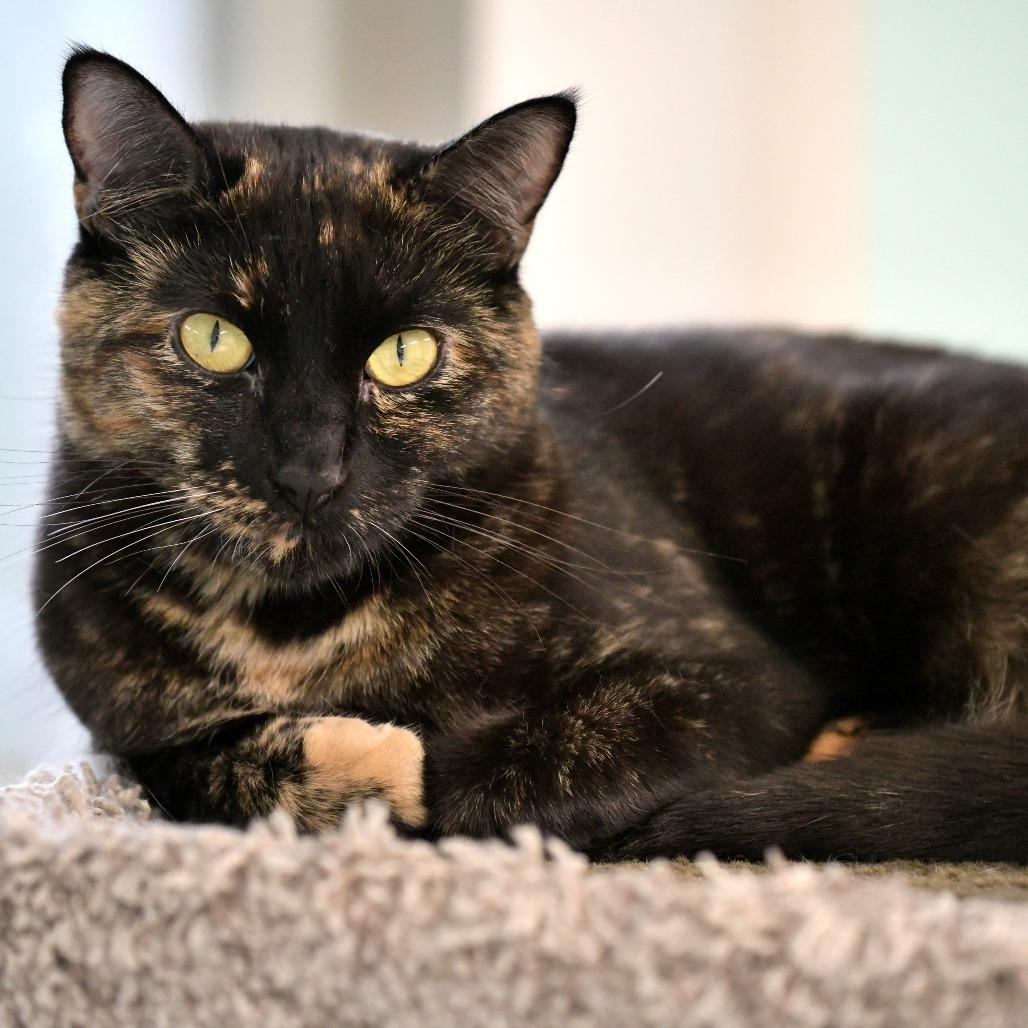 Enlarge Debbie, a Adoptable Domestic Short Hair in Chilliwack, BC image 4/6