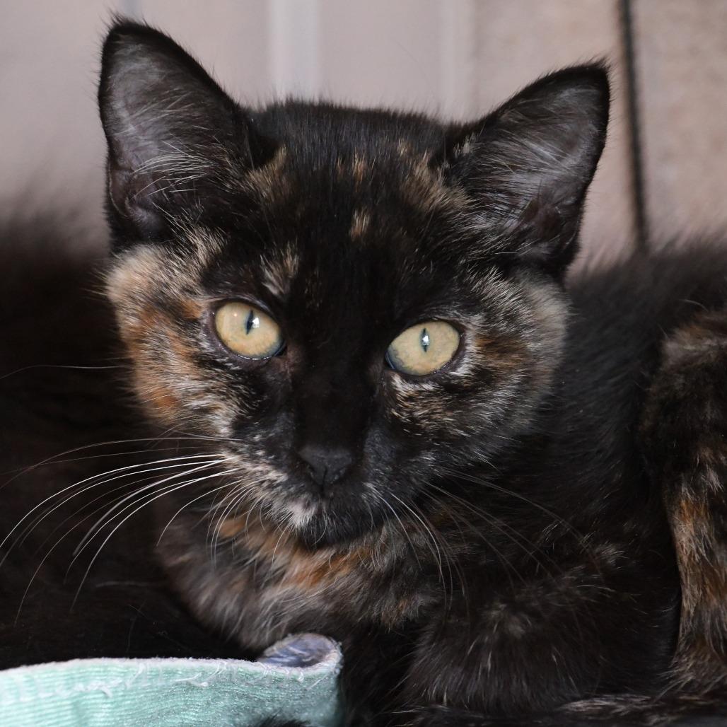 Debbie, a Adoptable Domestic Short Hair in Chilliwack, BC image 4/5