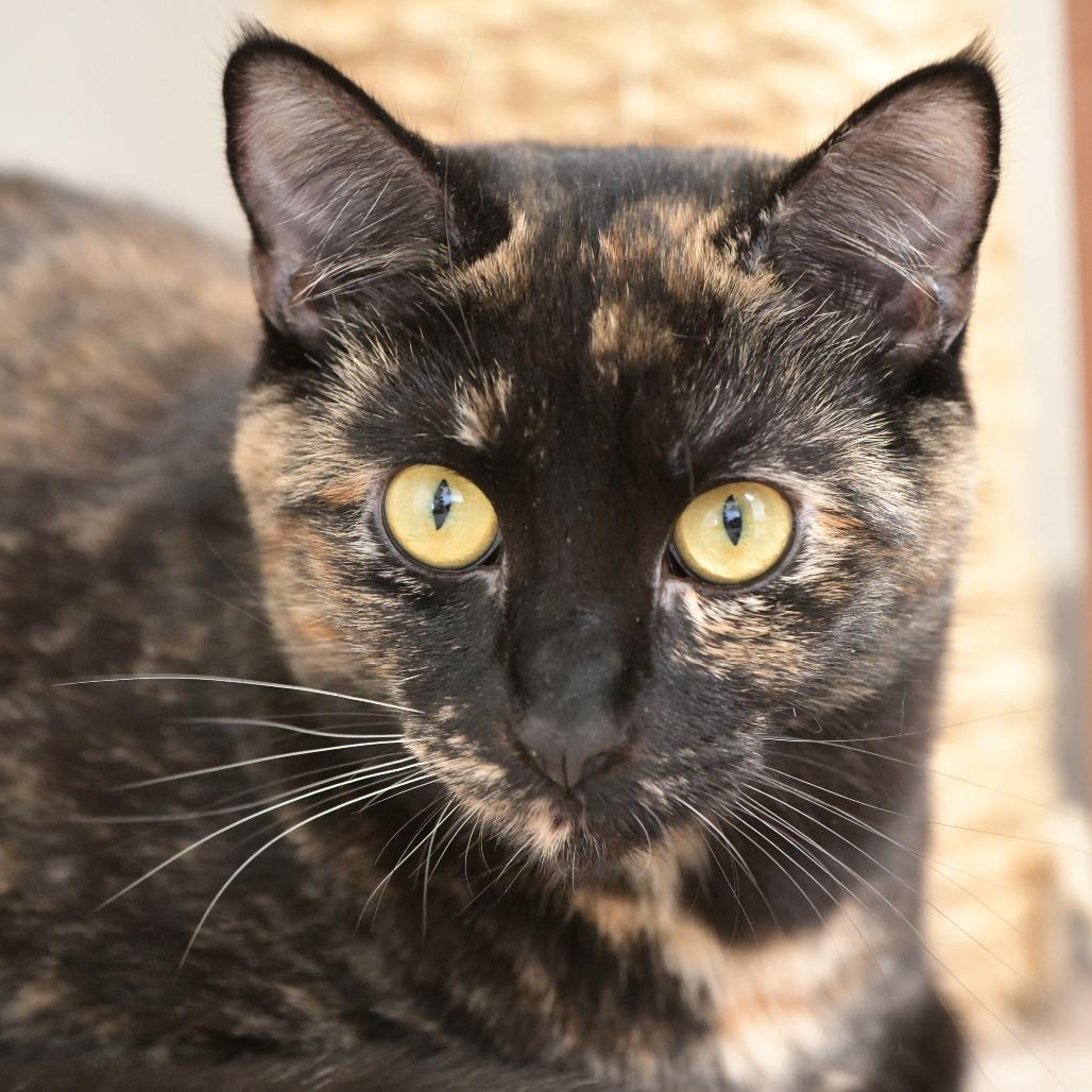 Debbie, a Adoptable Domestic Short Hair in Chilliwack, BC image 5/5