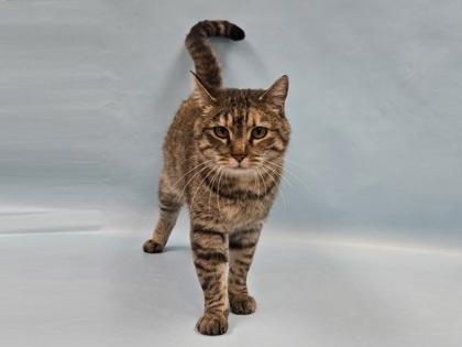 Enlarge Nora, a Adoptable Domestic Short Hair in Coon Rapids, MN image 1/1