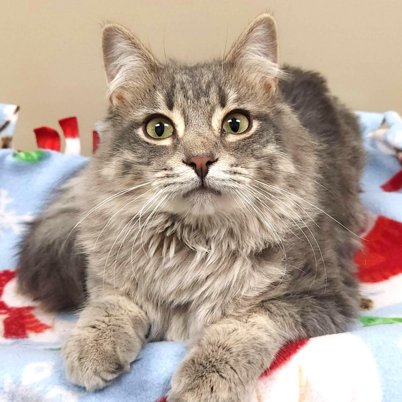 Enlarge Cheese Steak, an adopted Domestic Long Hair in Marshfield, WI image 1/4