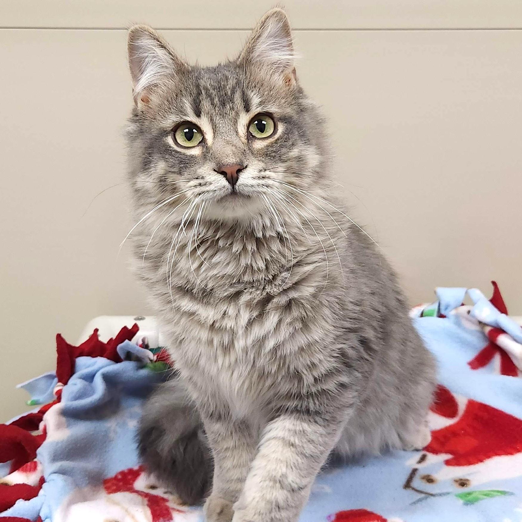 Enlarge Cheese Steak, an adopted Domestic Long Hair in Marshfield, WI image 2/4