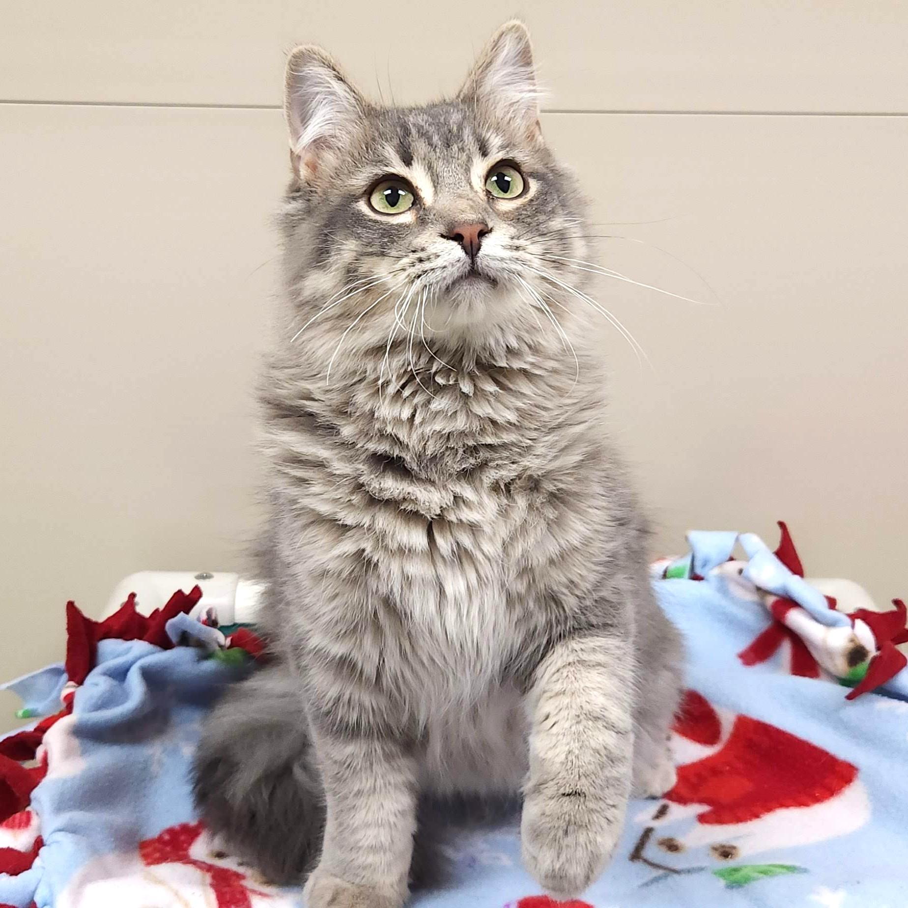 Enlarge Cheese Steak, an adopted Domestic Long Hair in Marshfield, WI image 3/4