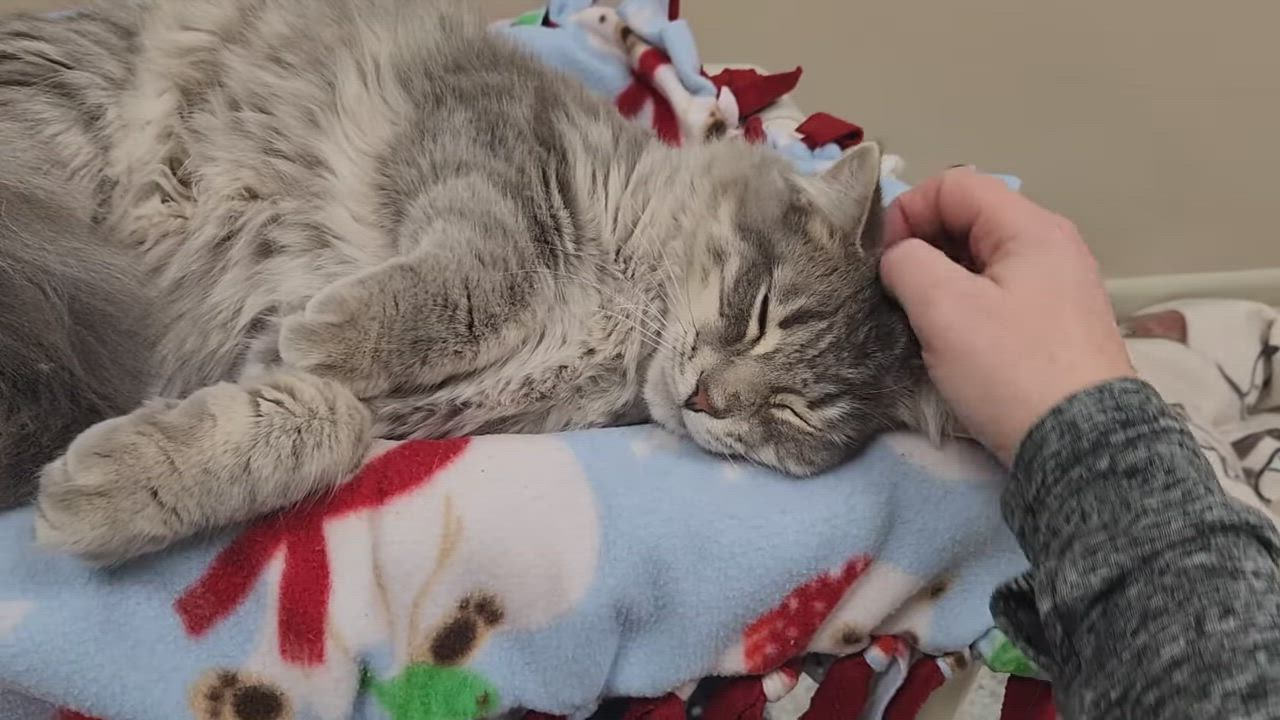 Enlarge Cheese Steak, an adopted Domestic Long Hair in Marshfield, WI video 4/4