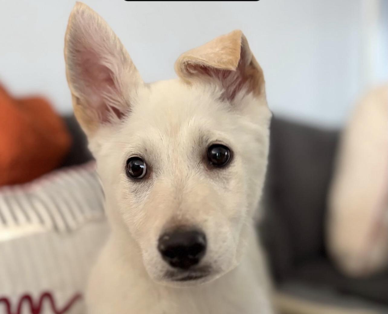 Enlarge Honey Ham, an adopted German Shepherd Dog in Richmond, VA image 2/4