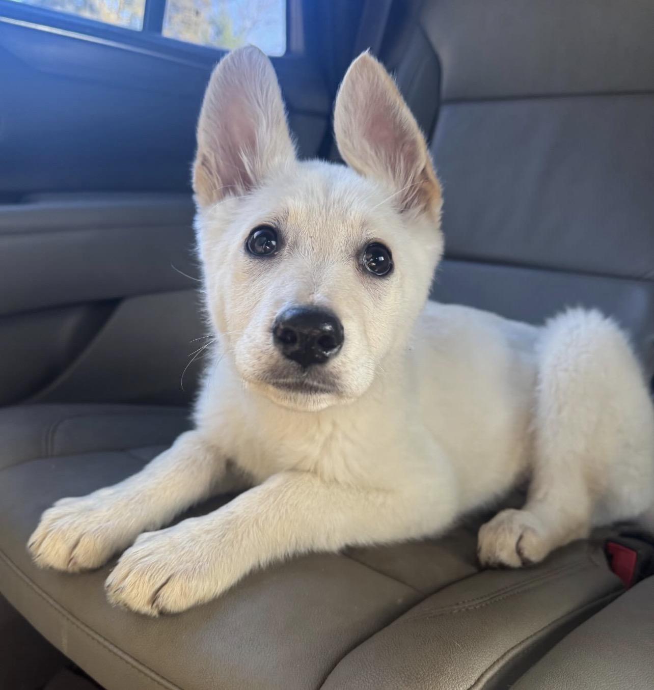 Enlarge Honey Ham, an adopted German Shepherd Dog in Richmond, VA image 1/4