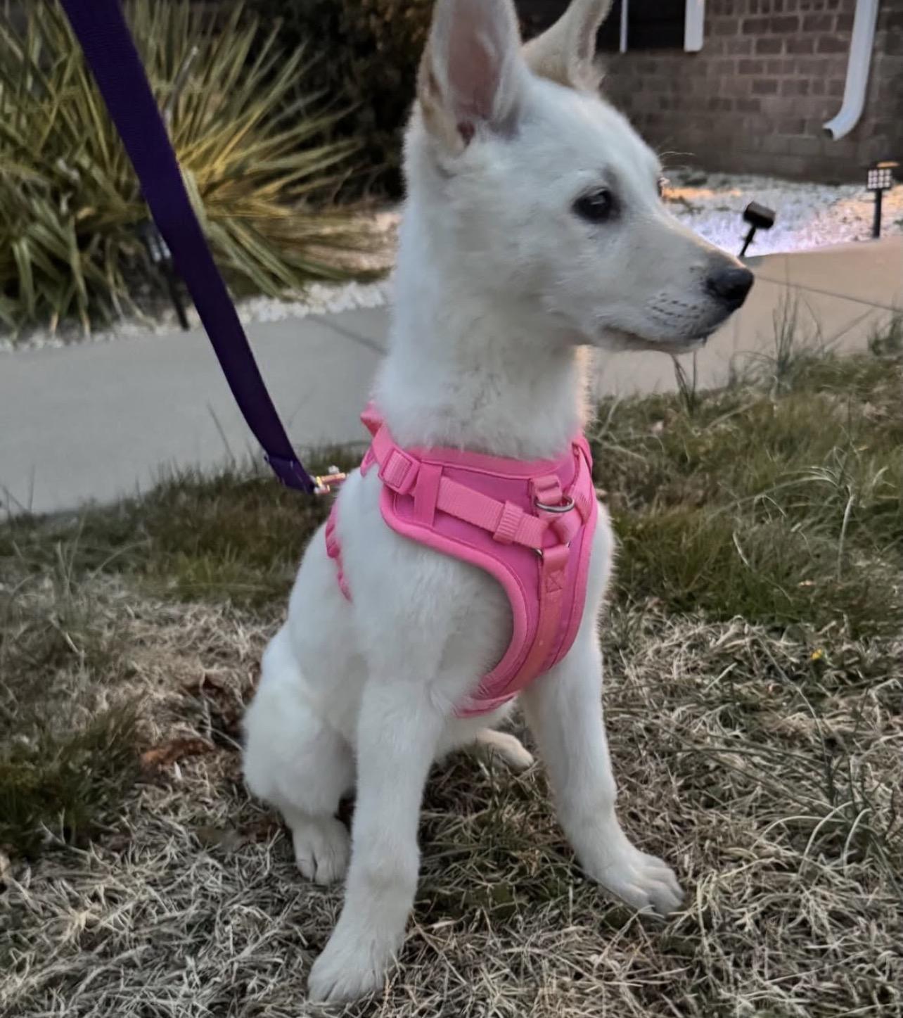 Enlarge Honey Ham, an adopted German Shepherd Dog in Richmond, VA image 3/4