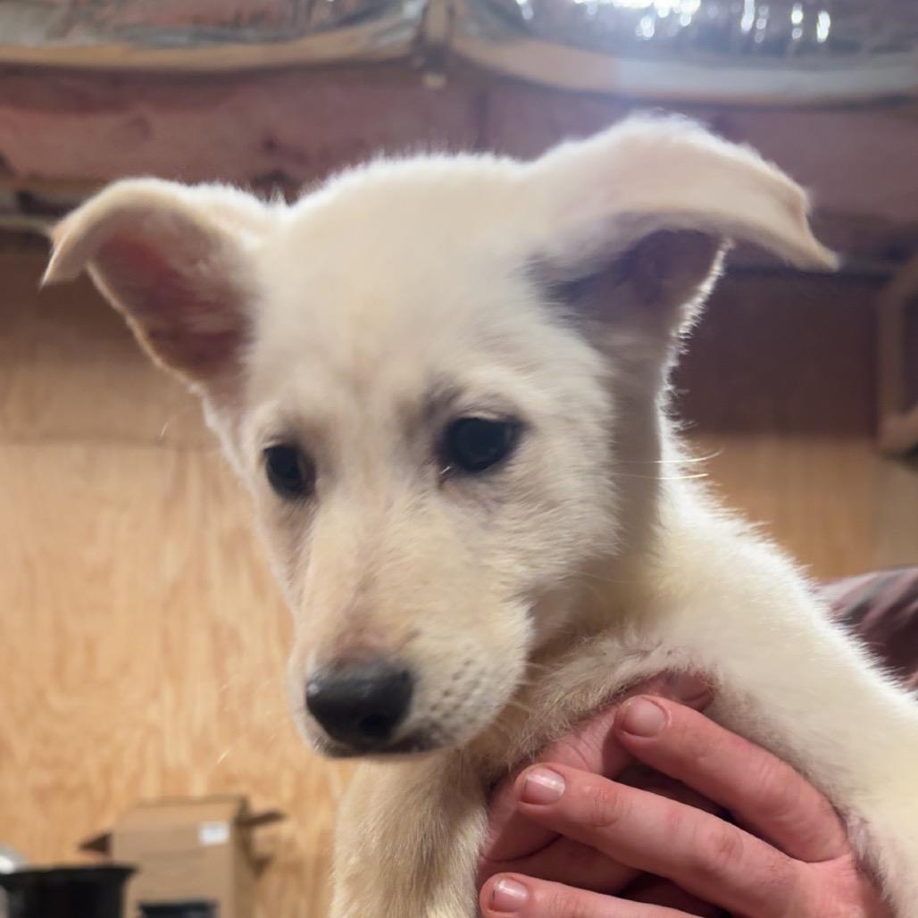 Enlarge Honey Ham, an adopted German Shepherd Dog in Richmond, VA image 4/4